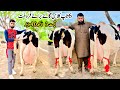 Taj dairy farm  cow farm punjab  cholistani friesian cross cow  sasta farm  pk janwar mandi