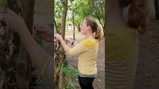 Forest School - Unit 2 knots - timber hitch