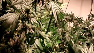 LEARN TO GROW WEED