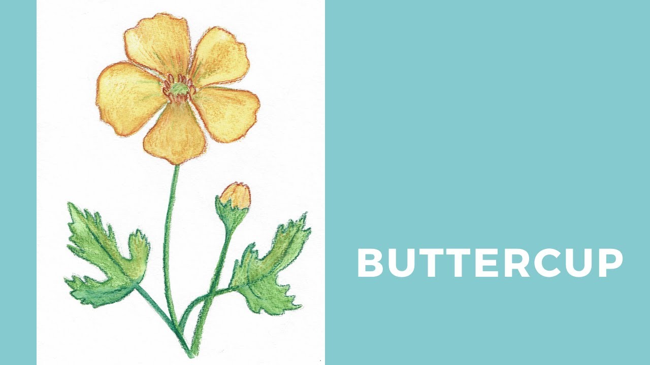 How To Draw And Paint A Buttercup - Draw With The Grandparents