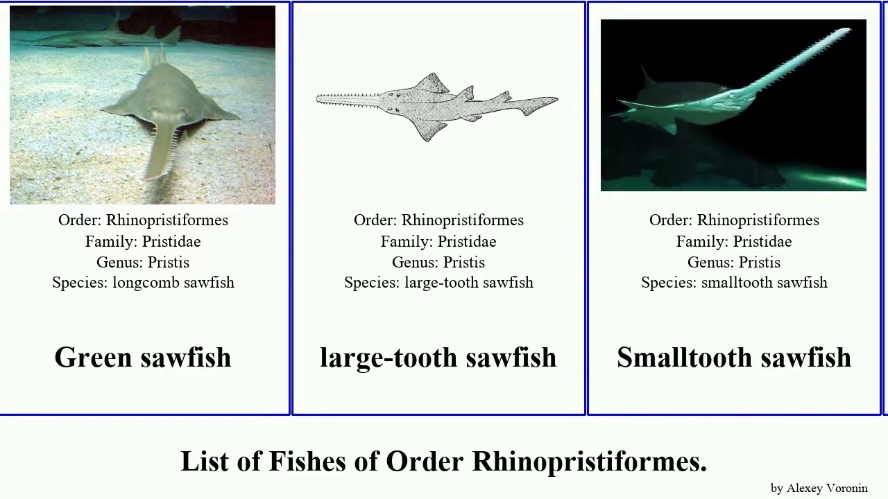 Fishes of Order Rhinopristiformes sawfish common Trygonorrhinidae Trygonorrhina Anoxypristis