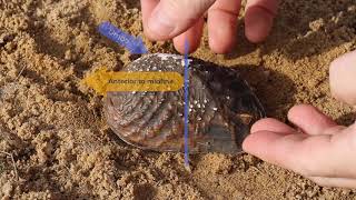 How to Place Freshwater Mussels in the Substrate