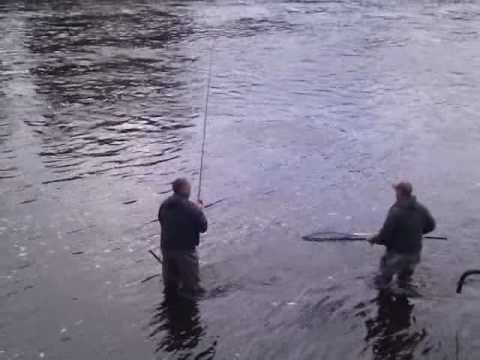 Second salmon getting landed on River Moy Catherdr...