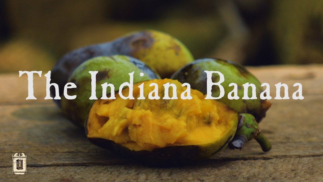 Paw Paws To The Rescue! - The Fruit That Saved Lewis And Clark