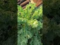 Obat Tenang Tanpa Dosis 💚🏡 #berkebun #kebunsayur #sayuran #garden