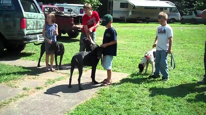 2010 UKC National Plott Hound Days | United Kennel...