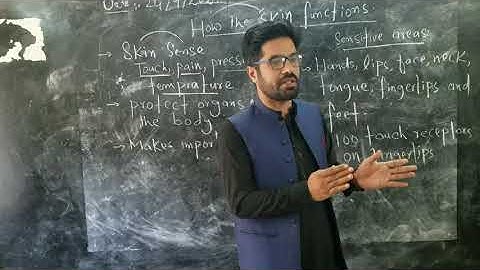 How the skin functions | Class 6th science in pashto | Home of biology