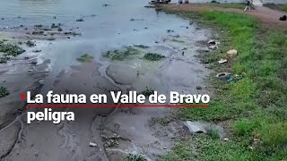 EL VALLE SE ESTÁ SECANDO | Muere fauna en presa de Valle de Bravo; advierten peligro por infecciones