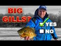 Are Bluegill Regulations Needed?