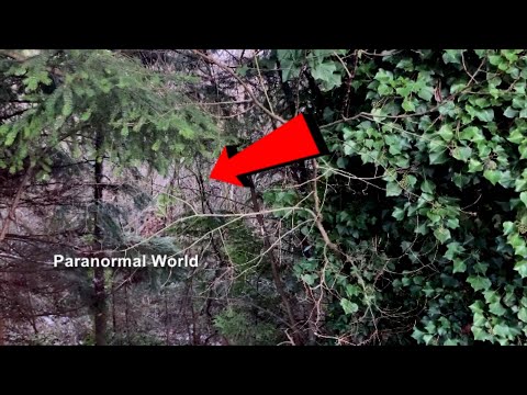 Real Wendigo sighting