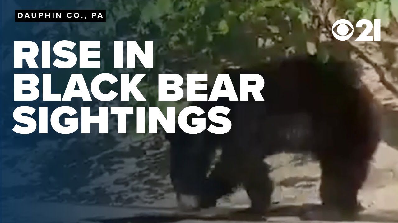 Black bear sightings rising in PA, officials urge caution YouTube