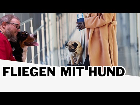 Video: Wie man mit seinem Hund fliegt