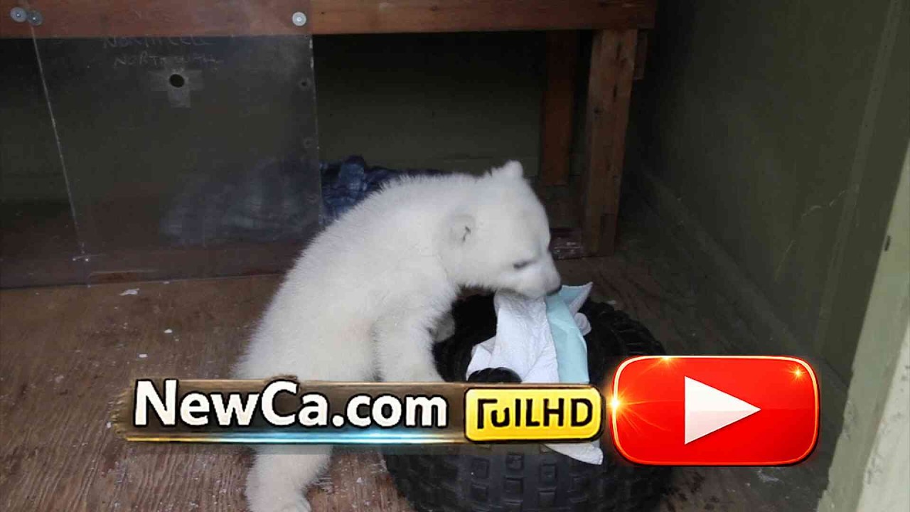 🐻 Polar Bear Cub at the Toronto Zoo 🐯🌳🦧 2012 (HD)