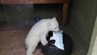 Polar Bear Cub at the Toronto Zoo  2012 (HD)