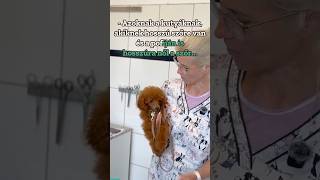 Kutyák Szőrápolása. Fülszőr