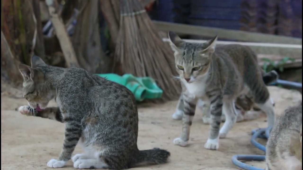 Animal Rural the rural cat is not like  city cat