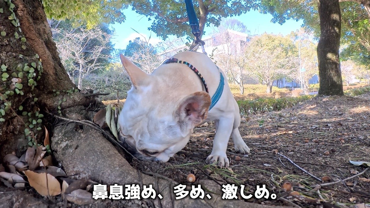25歳社会人とフレブルの公園散歩。