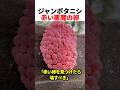 ジャンボタニシ 赤い悪魔の卵#shorts