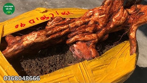 Hoa sim tím dáng quái u cục mời các bác cùng ngắm