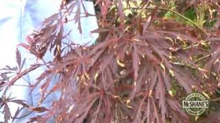 How To Care For Your Japanese Maple Trees