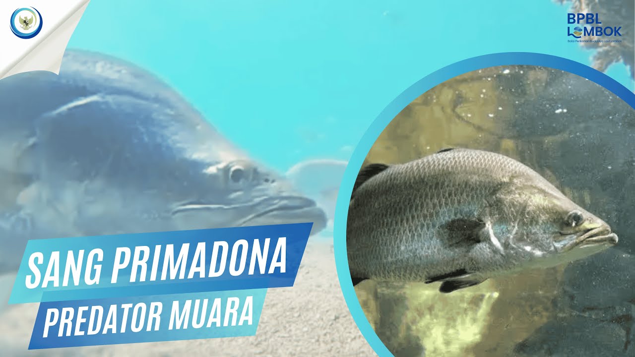 Jejak Barramundi Sang Ikan Legenda Asia Tenggara