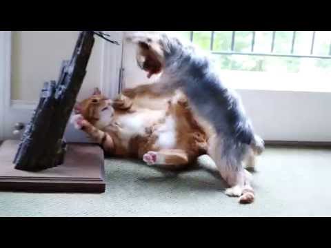 yorkie vs cat opie the cat and teeka the yorkie a cat vs play time part 2 funnydog tv yorkie vs cat opie the cat and teeka the yorkie a cat vs play time part 2 funnydog tv