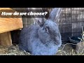 Selective Breeding: Culling Rabbits for Desirable Traits