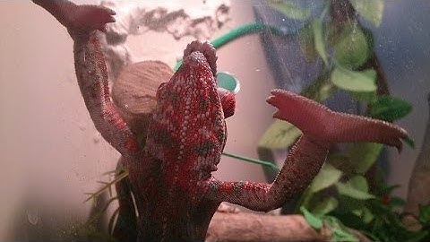 Vivarium drip system/drinking system for chameleons or any reptiles