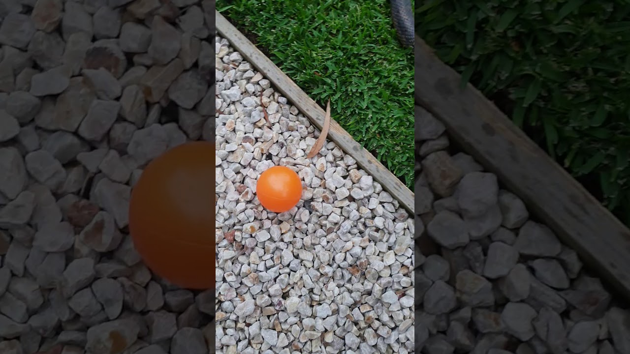 Tiger Snake  -  Hazelbrook