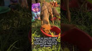 Your support matters: Help us reach our fundraising goal!. #adoptstrays #adopt #adoptable #adopters