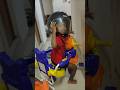 Tiny Rider, Big Helmet 😂 | Funny Kid Moment | #shortvideo #kids #funnyvideo #childhoodmemories
