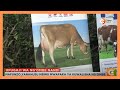 Wafugaji 500 Wa Ng Ombe Wa Maziwa Kaunti Ya Nandi Wapewa Mafunzo Wafugaji 500 Wa Ng Ombe Wa Maziwa Kaunti Ya Nandi Wapewa Mafunzo