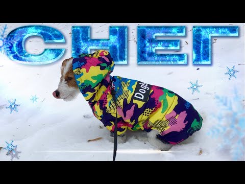ПЕРВЫЙ СНЕГ!!! Ринговка для ДЖЕК РАССЕЛ ТЕРЬЕРА . Адресник для щенка .