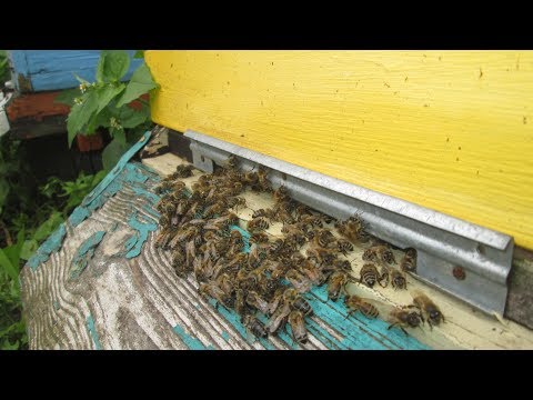 Поведение пчел