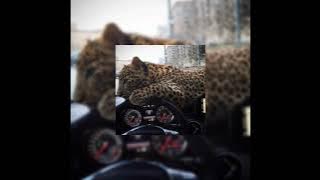 Serge Devant feat. Hadley - Addicted (slowed   reverb)