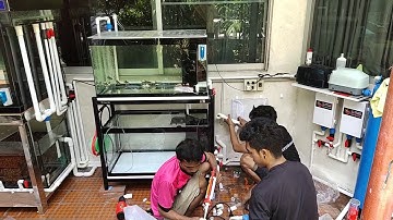 Aun พี่อั๋น ถ.จันทร์ - Project พิเศษ Overflow ตู้ปลา Platinum Alligator x 2