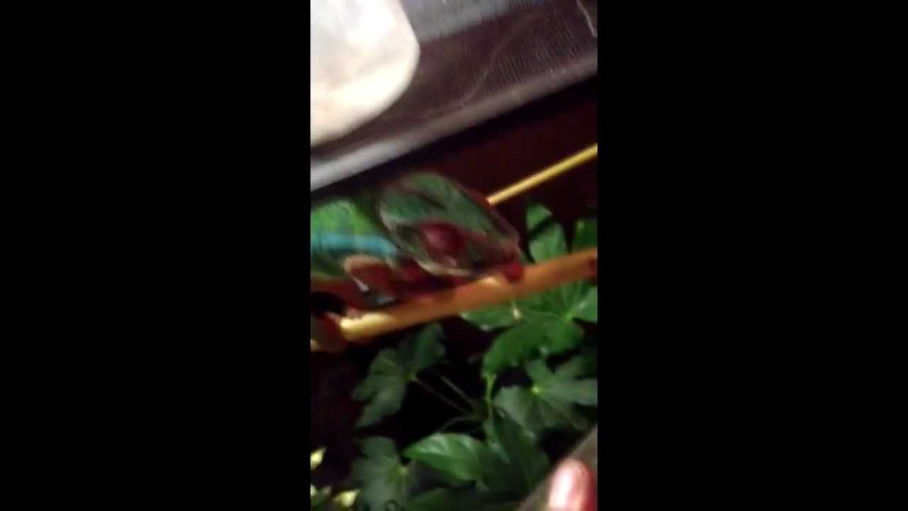 chameleon lyrics Panther Chameleons eating