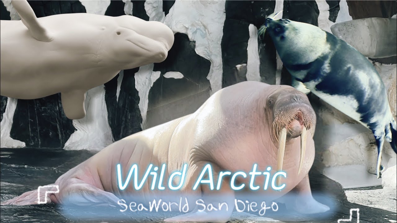 Wild Arctic Exhibit at SeaWorld San Diego California - Beluga Whale, Walrus, Seal