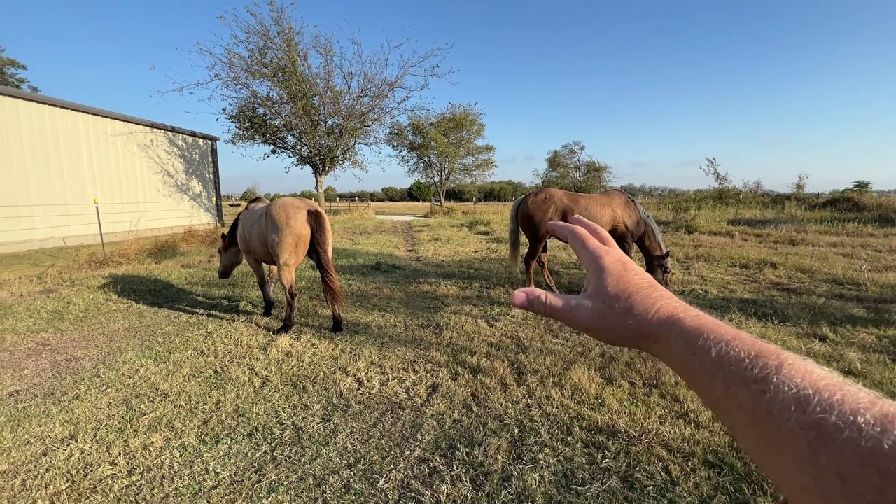Feeding Horses In Different Piles - Testing Feeding Options - Winter Fur Coming In - 10.20.21