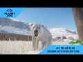 PLANET ZOO | ARTIC PACK DLC | GOODWIN ARTIC RESEARCH PARK WALKTROUGH 7 | POLAR BEAR