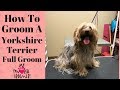 How to Groom a Yorkie (coconut)