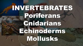 Invertebrates - Poriferans, Cnidarians, Echinoderms & Mollusks