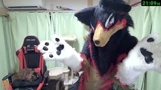 【Fursuit/獣化#145】水曜のもふもふタイム🐶🐾【ジュージュー/JuuJuu】#fursuit #獣化 #live