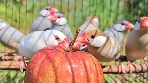 Java sparrows new sing a new song with new food. Enjoy your life. Java sparrows singing sound.