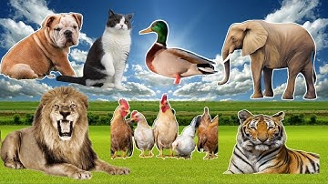 Suara Hewan: Anjing, kucing, bebek, gajah, singa, ayam, harimau