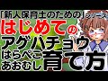 【保育士向け】はらぺこあおむしの育て方【アゲハチョウ】