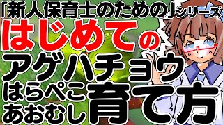 【保育士向け】はらぺこあおむしの育て方【アゲハチョウ】