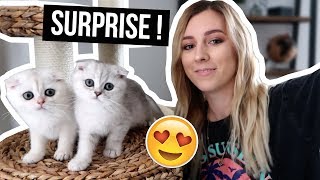 MES NOUVEAUX CHATONS !! 🧡 screenshot 4