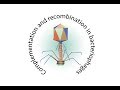Complementation and recombination in bacteriophages