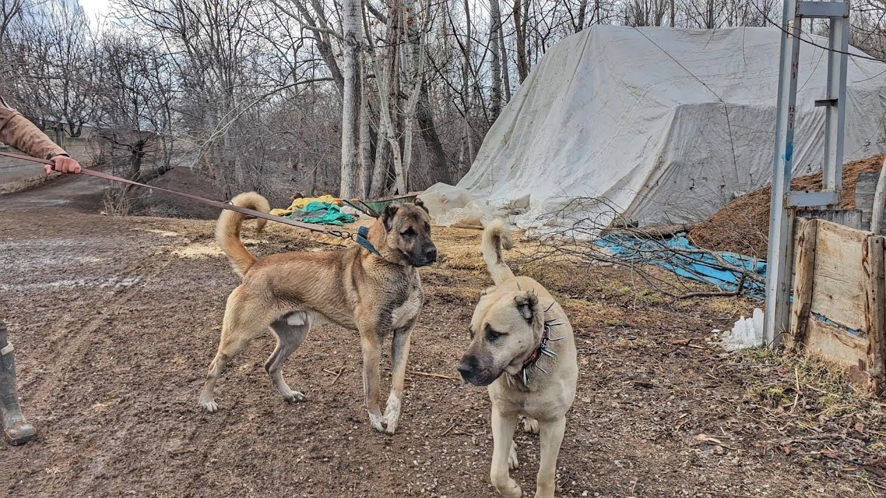 TYSONU YENİ KÖPEĞİN YANINA GÖTÜRÜRKEN BARUT ÖNÜMÜZÜ KESTİ